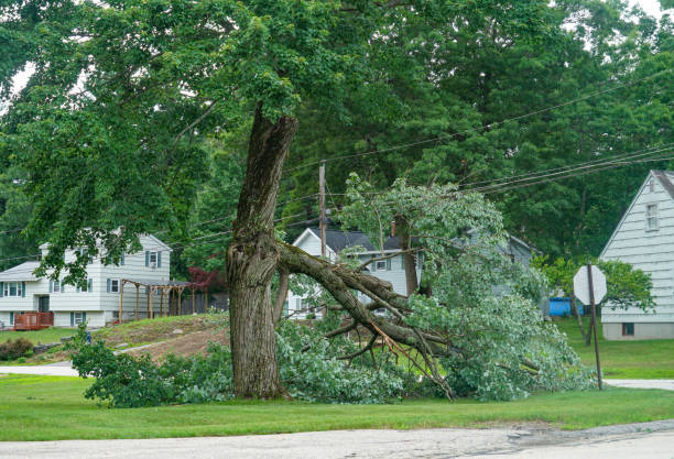 How Our Tree Care Process Works  in  Wilkesboro, NC